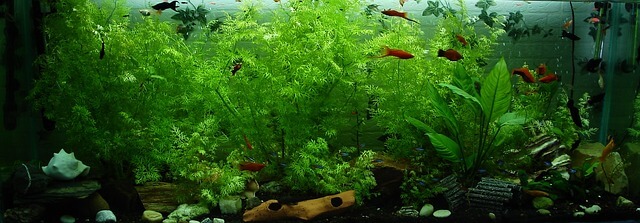 熱帯魚